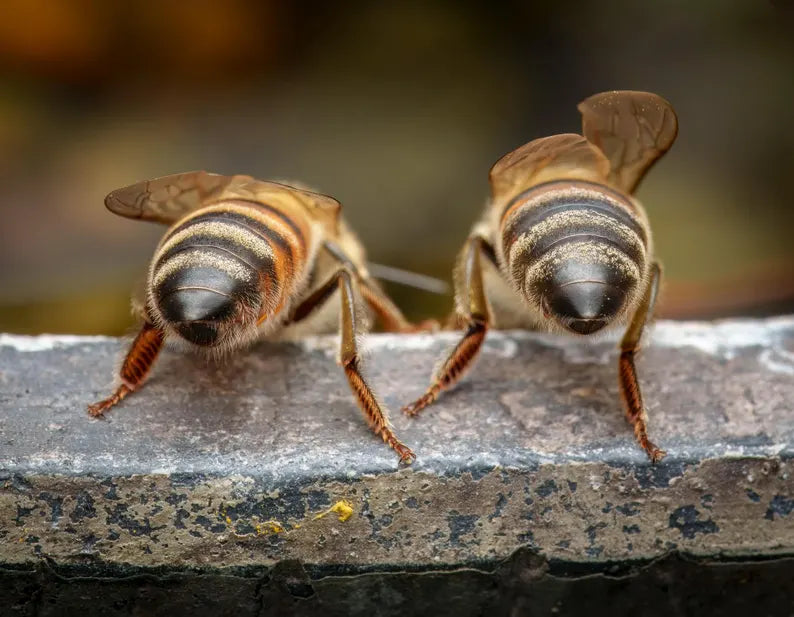 The Bee Beautiful Calendar 2026 - Blue Ridge Honey Company