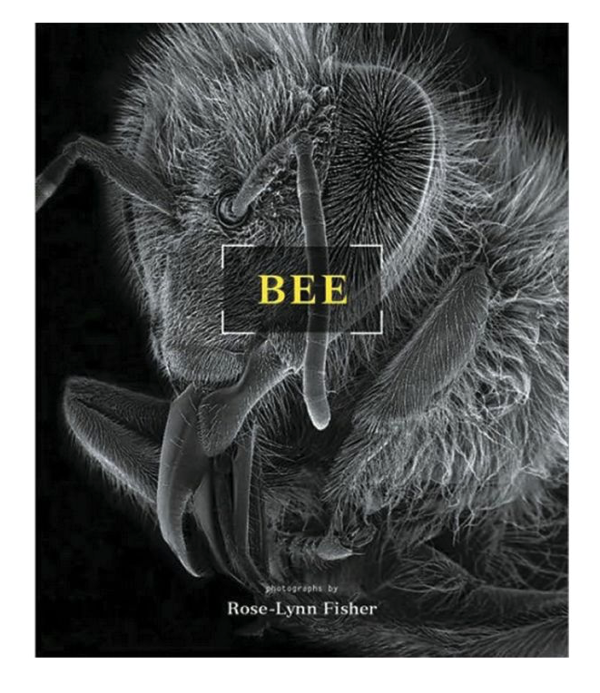 Bee: Macro Photography of the Bee