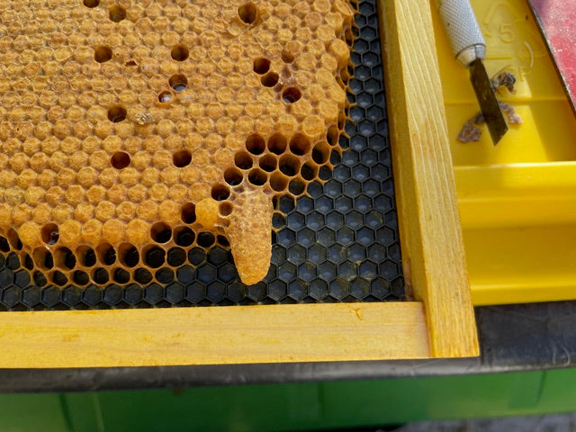 EZPZ Swarm Cell Harvester Kit - Blue Ridge Honey Company