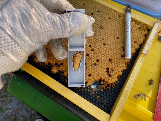 EZPZ Swarm Cell Harvester Kit - Blue Ridge Honey Company