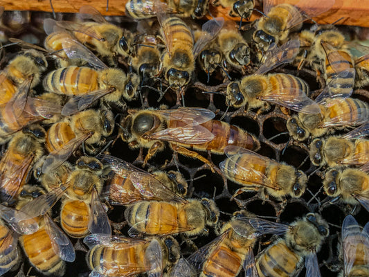 Southern Appalachian Honeybee Packages w/Indian Summer Queens-For Pickup Only