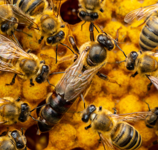Live Queen Bees (FOR PICK-UP ONLY)