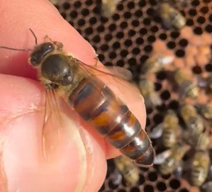 Indian Summer Honey Farm Queen Bees